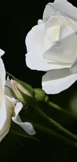 Elegant white roses captured in bloom, ideal for mobile wallpaper.