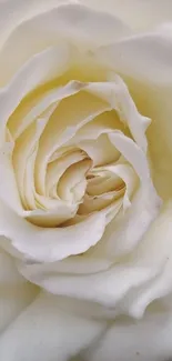 Close-up of a beautiful white rose with delicate petals.