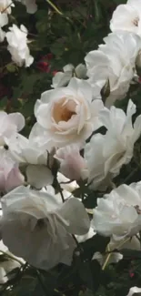 Elegant white rose wallpaper with lush greenery.