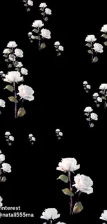 White roses on a black background wallpaper.