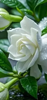 White rose with dewdrops and green leaves.