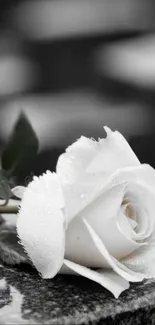 A stunning white rose with dew drops on a stone surface.