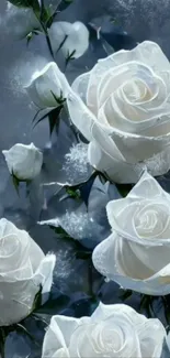 Elegant white roses in full bloom wallpaper.