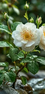 Elegant white roses with dew and lush greenery.