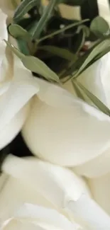 Close-up of elegant white roses with green leaves.