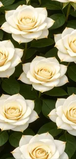 Pattern of elegant white roses.