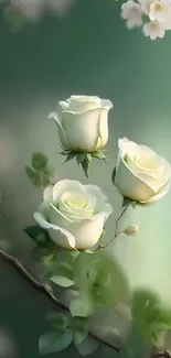 Elegant white roses on green leafy background.