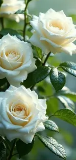 Elegant white roses with green leaves.