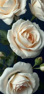 Elegant white roses on a dark blue background.