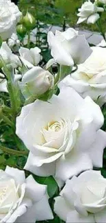 Blooming white roses with lush green leaves.