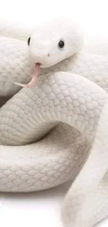 Elegant white snake coiled with delicate patterns in a minimalist style.