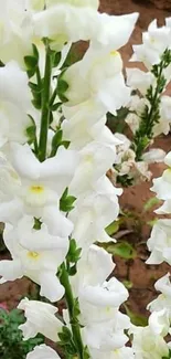 White snapdragon flowers in a garden setting.