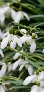 Delicate white snowdrops amidst green foliage, perfect for a serene mobile wallpaper.