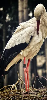 Elegant white stork standing in nature, showcasing a serene wildlife scene.