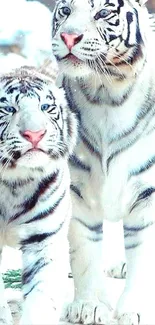 Two white tigers standing gracefully in a snowy setting.