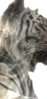 Side view of a white tiger with black stripes, exuding elegance and strength.