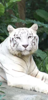 White tiger resting in a lush jungle setting, showcasing its majestic beauty.