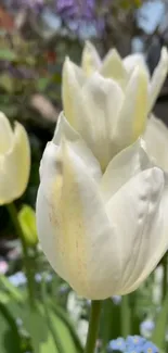 Close-up of white tulip in garden setting.