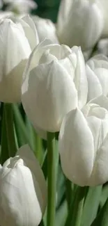 Mobile wallpaper with elegant white tulips in bouquet.