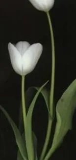 White tulips on a dark background, elegant and minimalist.