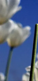 Elegant white tulips with a blue sky background for mobile wallpaper.