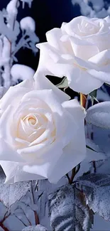 Elegant white roses amidst a frosty winter setting.