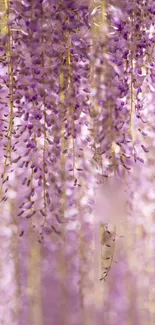 Purple wisteria flowers cascading elegantly for mobile wallpaper.