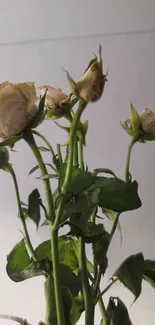 Wallpaper of withered rose flowers with green stems on a soft gray background.