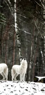 A group of wolves standing in a snowy forest setting.