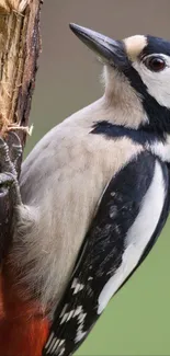 Woodpecker perched on a tree trunk in nature.