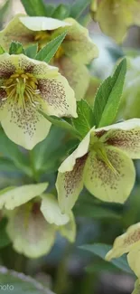 Yellow flowers with green leaves in an elegant nature-themed wallpaper.