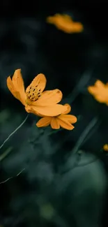 Vibrant yellow flower with dark green background.