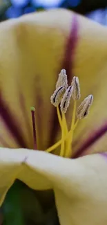 Elegant yellow flower close-up wallpaper.