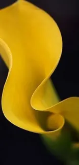 Close-up of an elegant yellow lily on a dark background.