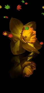 Striking yellow daffodil with reflection on black background.