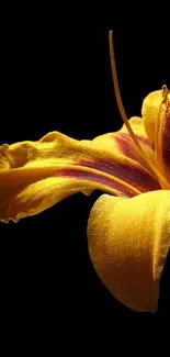 Close-up of a vibrant yellow flower against a dark backdrop.