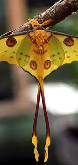 Yellow moth on a branch wallpaper with black background.