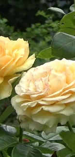 Close-up of blooming yellow roses with lush green leaves.