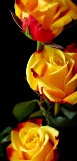 Vibrant yellow roses on black background wallpaper.