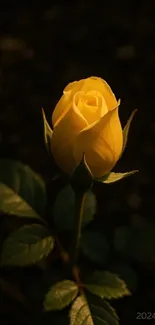 Yellow rose with dark backdrop.