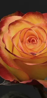 Close-up of a vibrant yellow rose with dark backdrop.