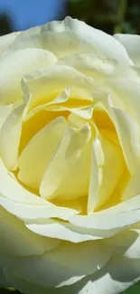 Close-up of a beautiful yellow rose with delicate petals.