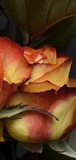 Close-up of a yellow rose with red edges and green leaves.