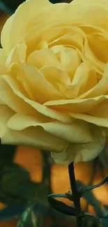 Elegant yellow rose close-up on a dark background.