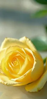 Close-up image of a beautiful yellow rose.