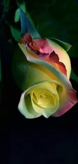 Yellow rose with dark green background wallpaper.