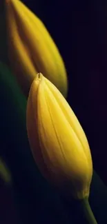 Yellow tulip buds with dark background.