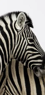 Black and white zebra pattern wallpaper, perfect for mobile backgrounds.