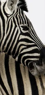 Zebra with black and white stripes in close-up view.