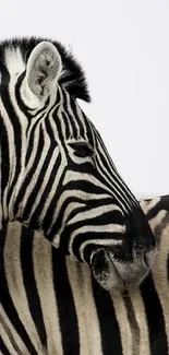 Black and white zebra wallpaper for mobile.